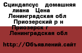 Сциндапсус - домашняя лиана › Цена ­ 100 - Ленинградская обл., Приозерский р-н, Приозерск г.  »    . Ленинградская обл.